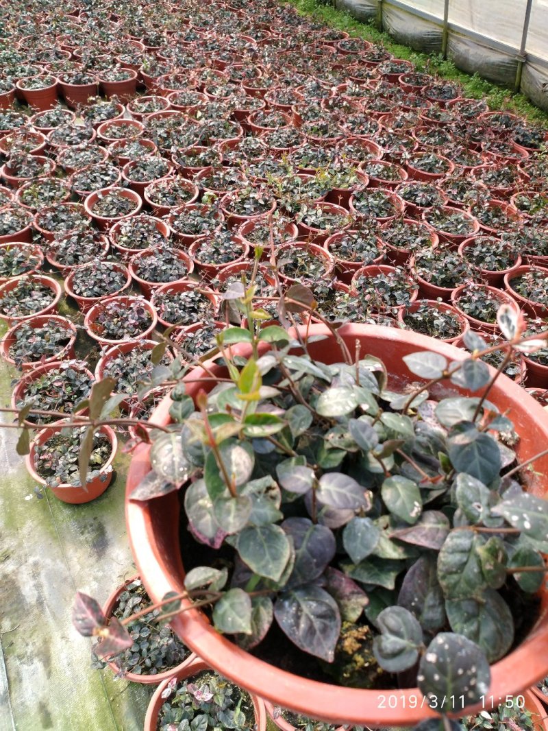 月季花花叶络石