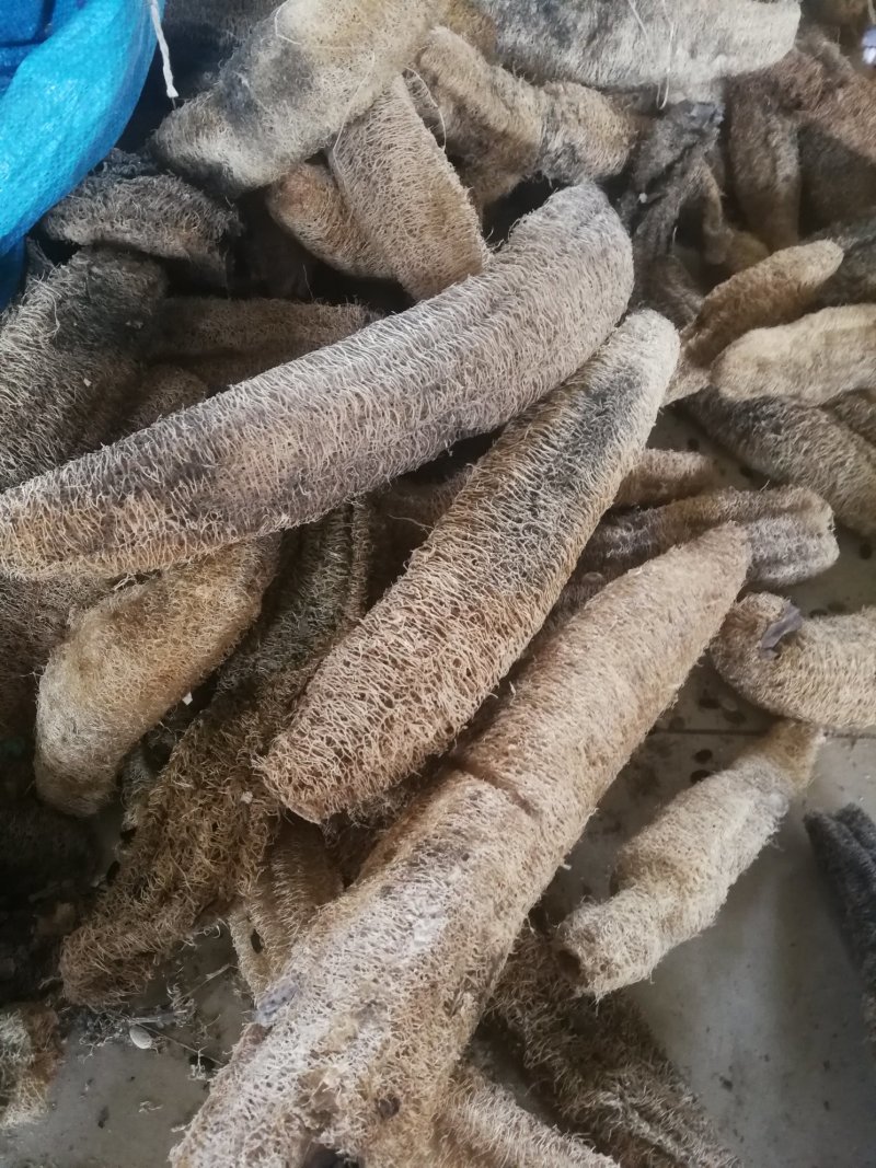 丝瓜络