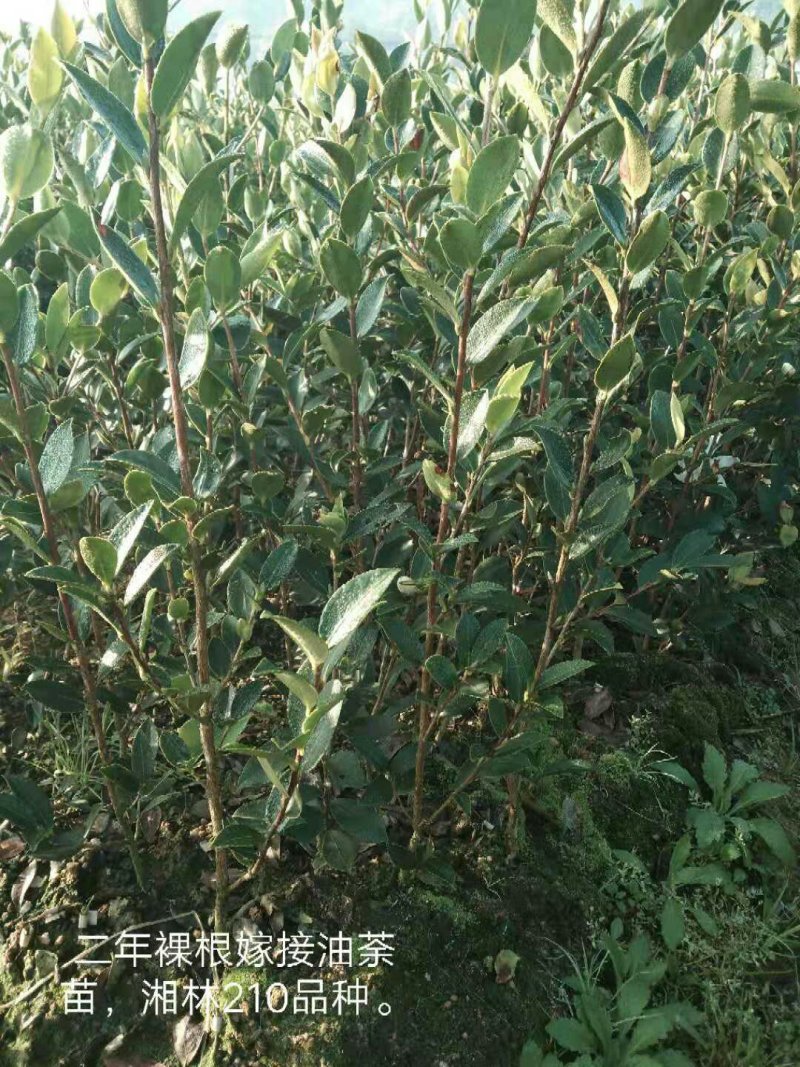 三年生营养杯大杯油茶苗50公分起