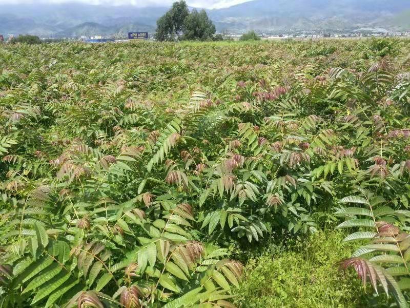四季香椿高海拔，低平原全地形种植，当年栽培当年采收