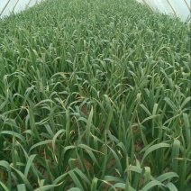 红根蒜苗大量上市40-55货量充足价格美丽