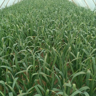 红根蒜苗大量上市40-55货量充足价格美丽
