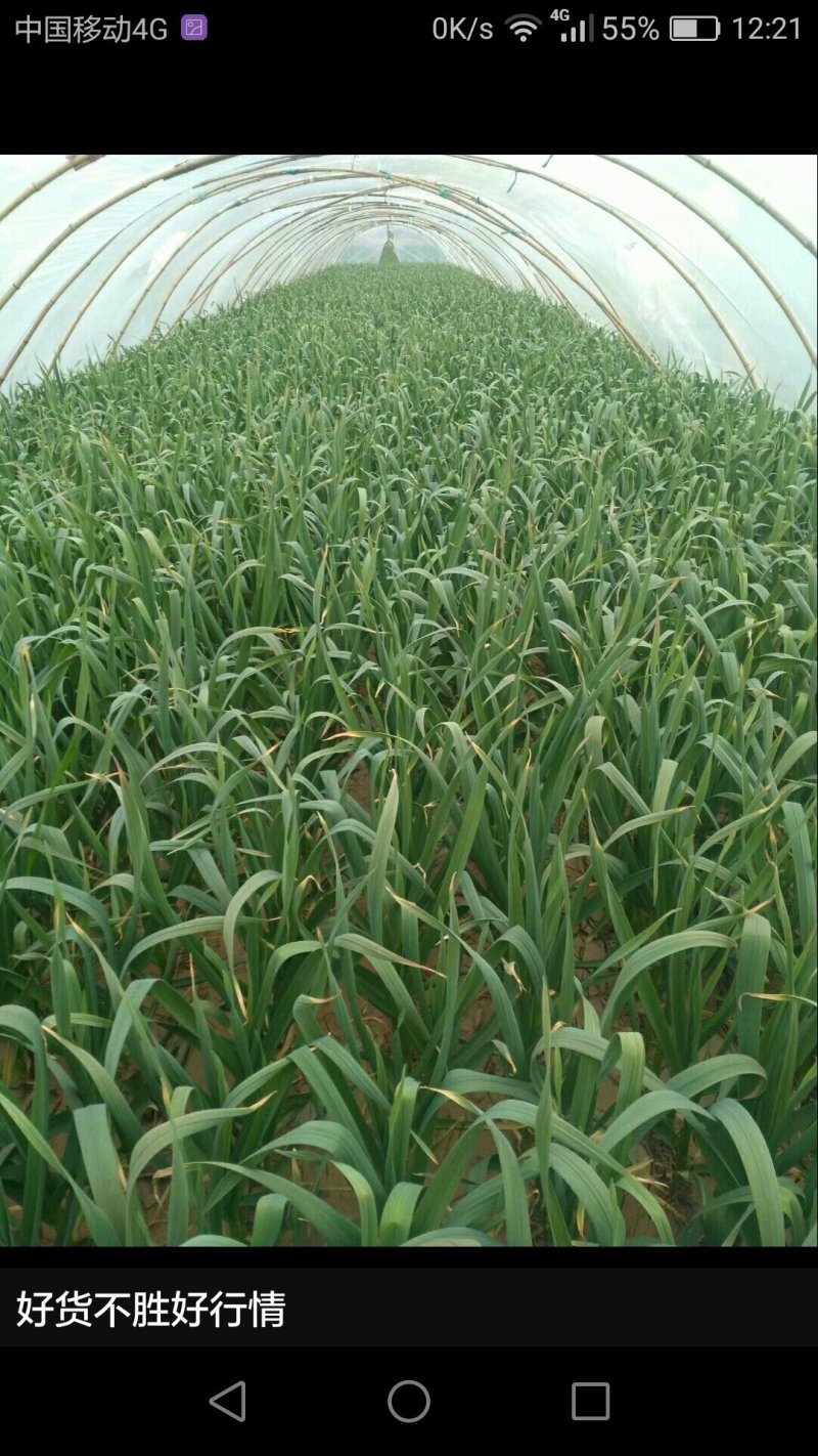 红根蒜苗大量上市40-55货量充足价格美丽