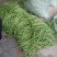 西瓜芸豆茄子西葫芦