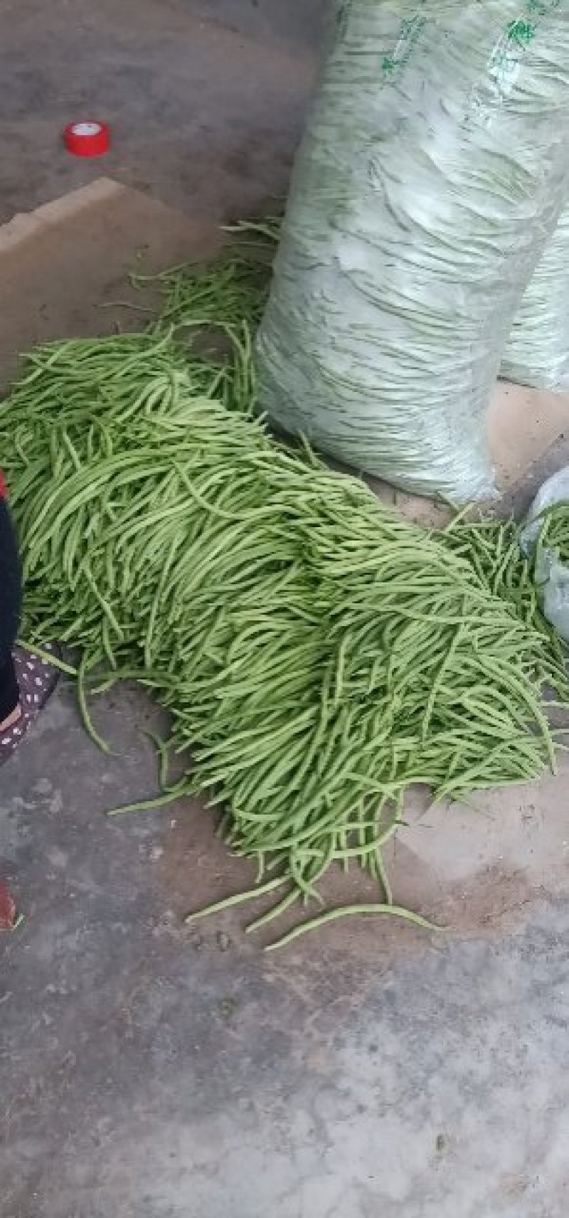 西瓜芸豆茄子西葫芦