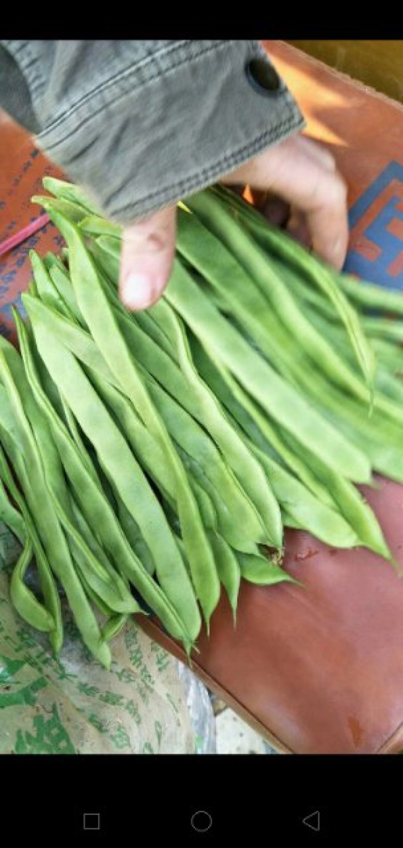 西瓜芸豆茄子西葫芦