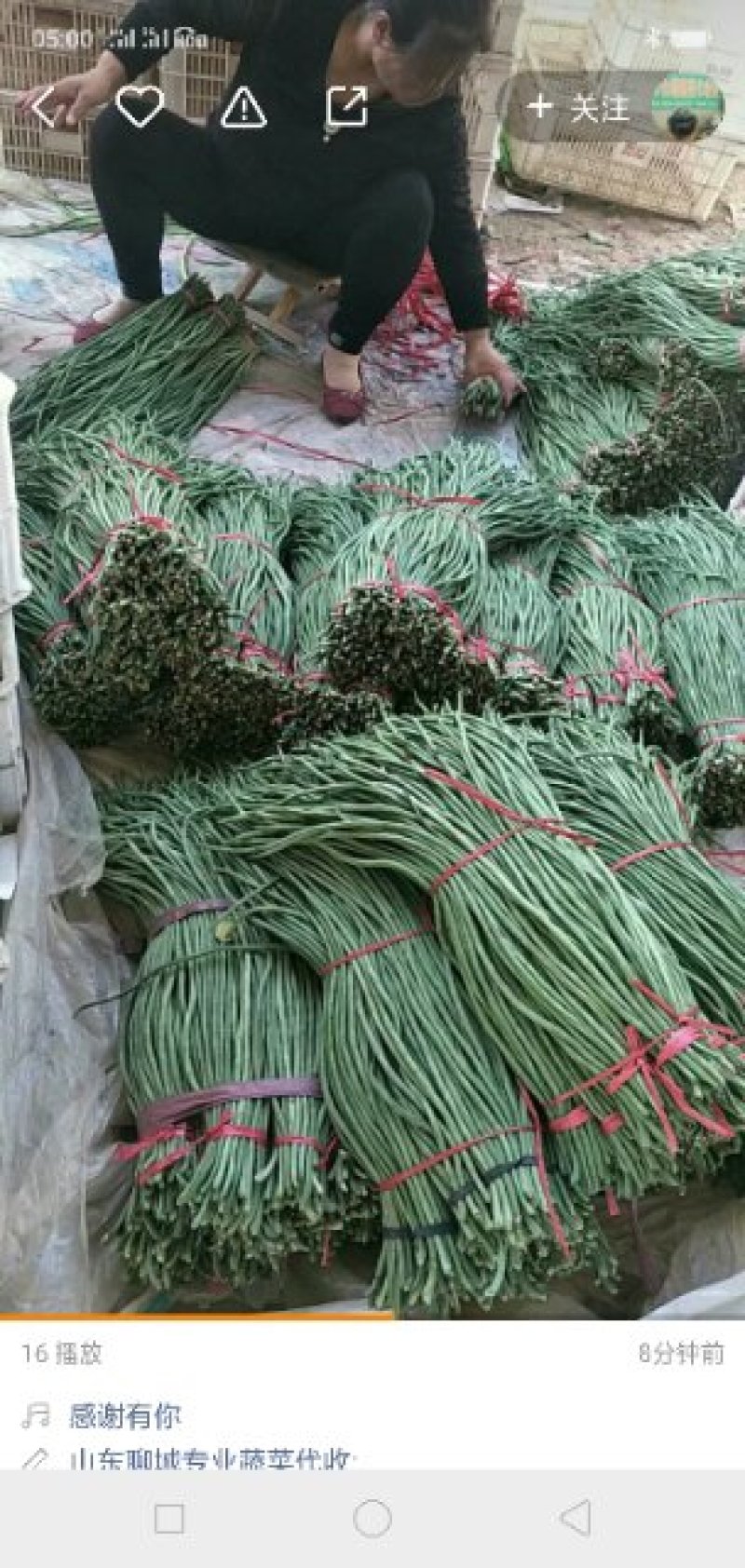 西瓜芸豆茄子西葫芦