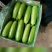 西瓜芸豆茄子西葫芦