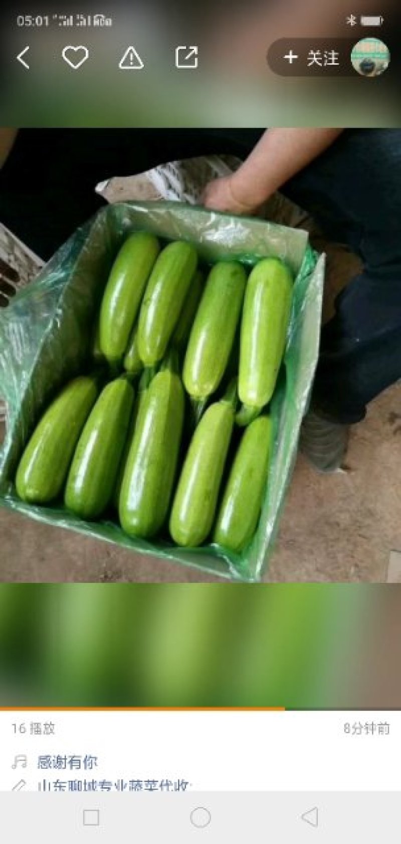 西瓜芸豆茄子西葫芦