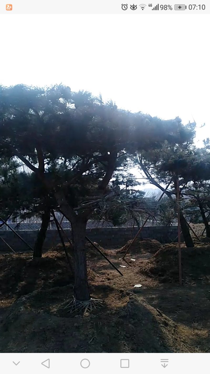 迎客松，绿化苗木，景观松，观赏树，