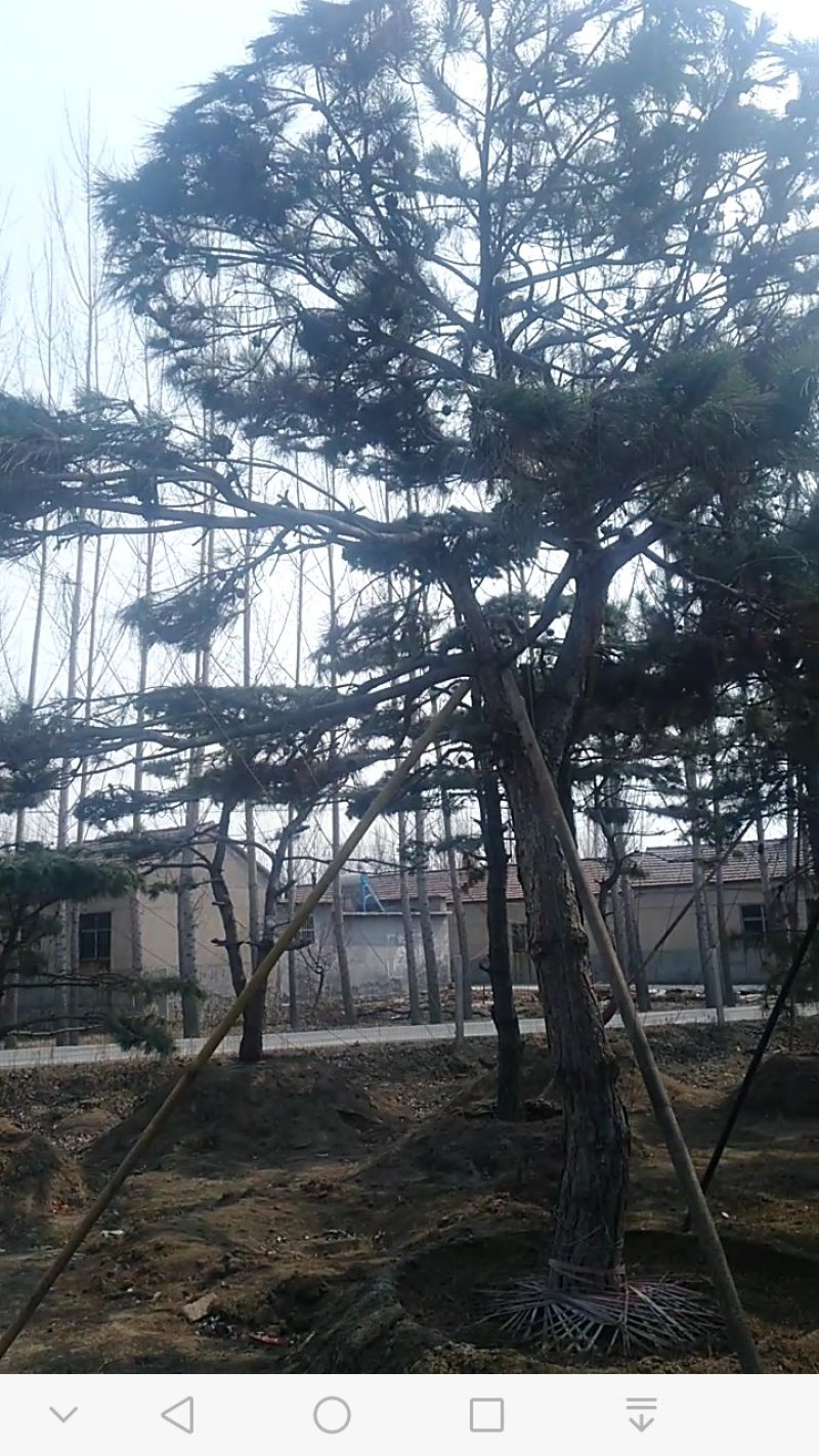 迎客松，绿化苗木，景观松，观赏树，