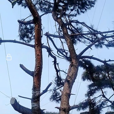迎客松，绿化苗木，景观松，观赏树，