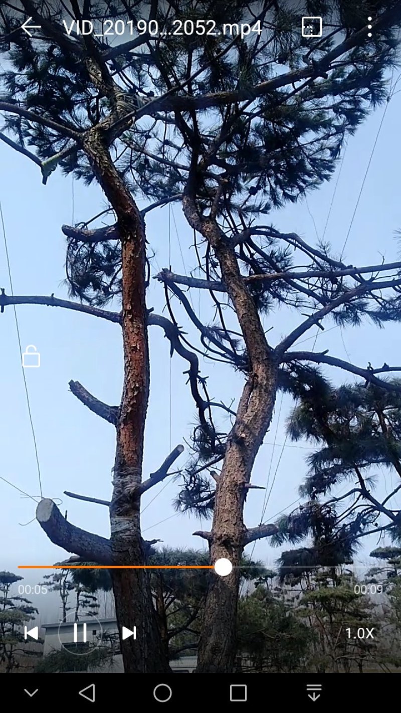 迎客松，绿化苗木，景观松，观赏树，