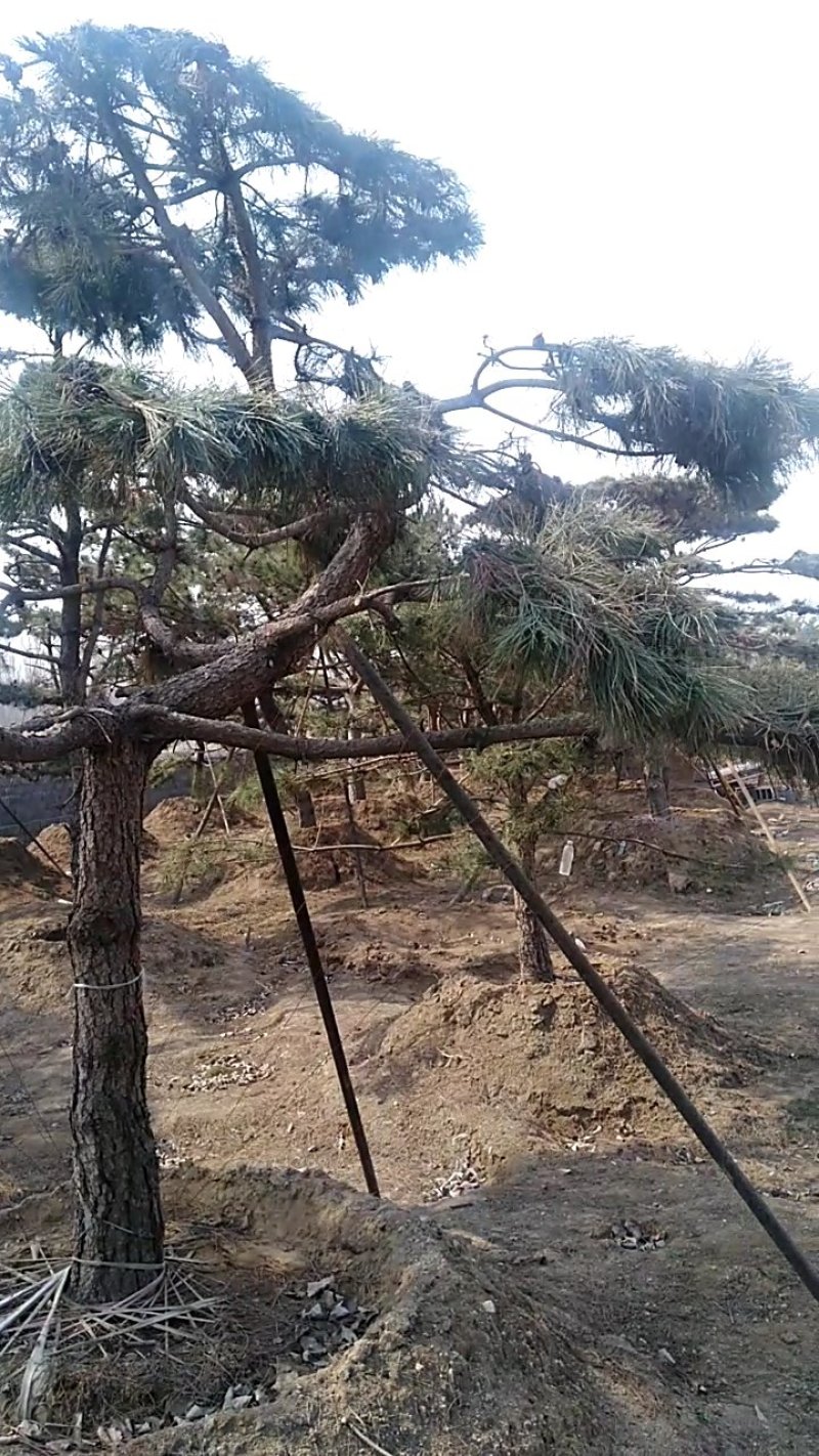 迎客松，绿化苗木，景观松，观赏树，