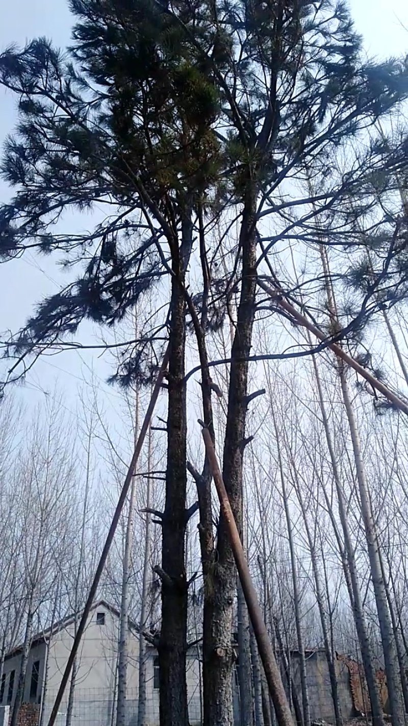 迎客松，绿化苗木，景观松，观赏树，