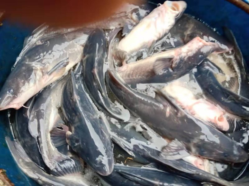 江团鲫鱼黄辣丁草鱼鲤鱼翘壳青波鳊鱼等