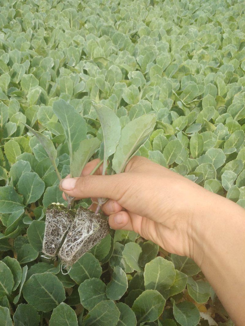 松花菜苗，抗寒，花形雪白半松，绿梗，松花苗