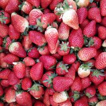 甜查理草莓，妙香草莓