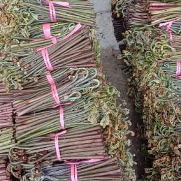 大量出售蕨菜