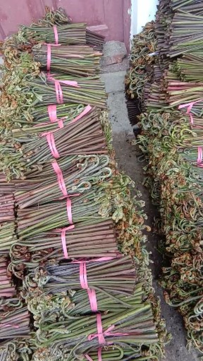 大量出售蕨菜