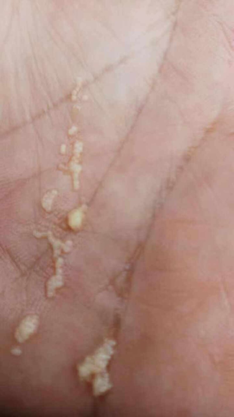 巴沙鱼水花