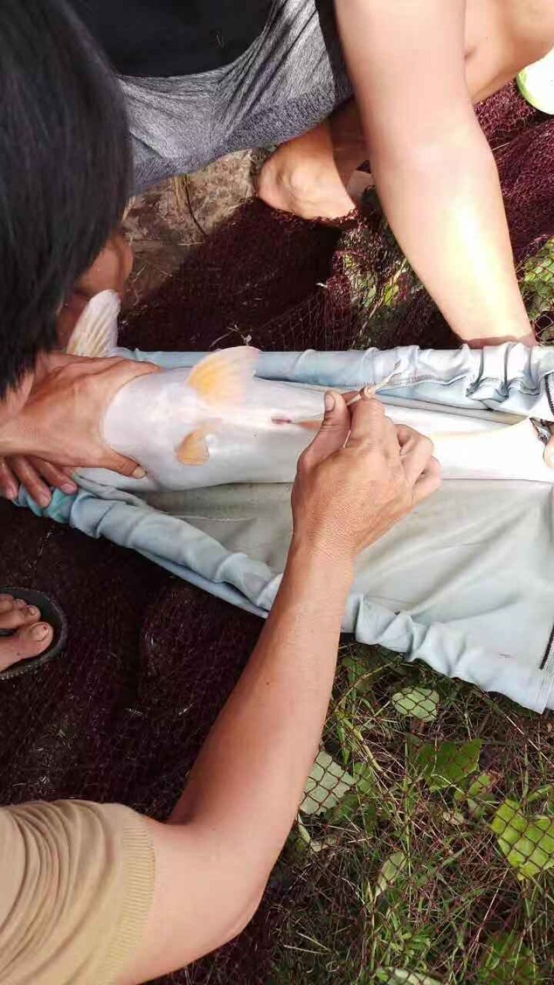 巴沙鱼水花