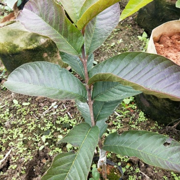 粉红密番石榴芭乐苗批发价