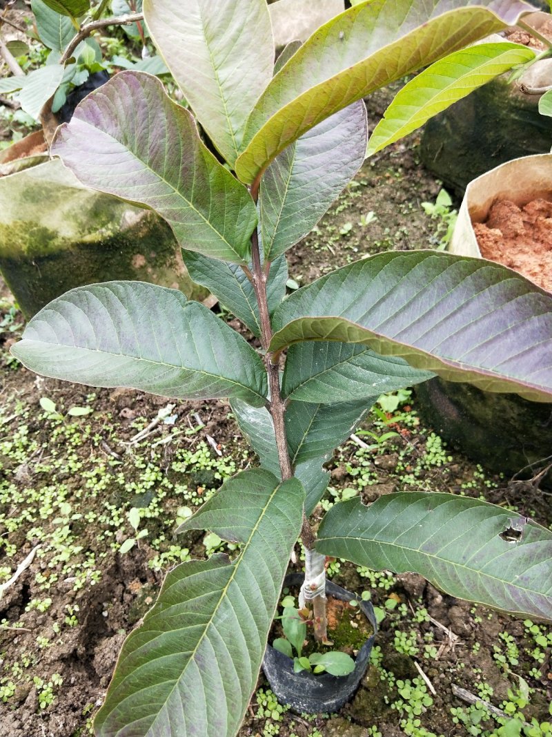 粉红密番石榴芭乐苗批发价