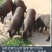 大河乌猪