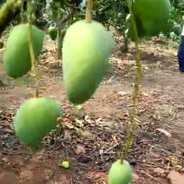 芒果