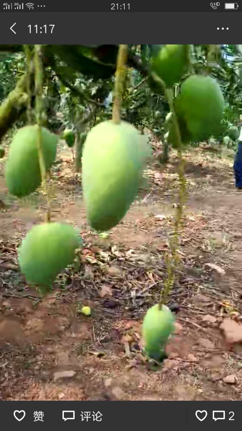 芒果