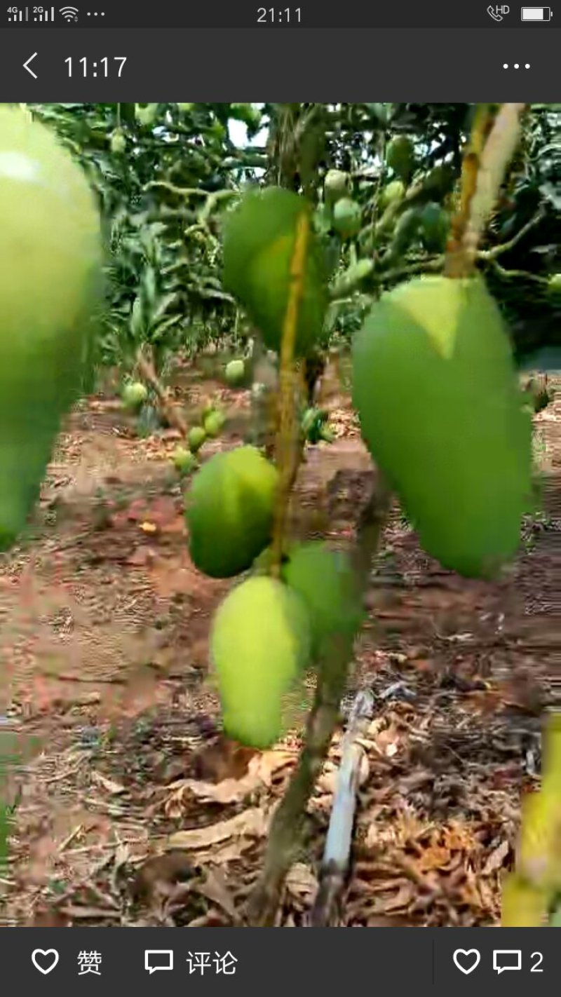芒果
