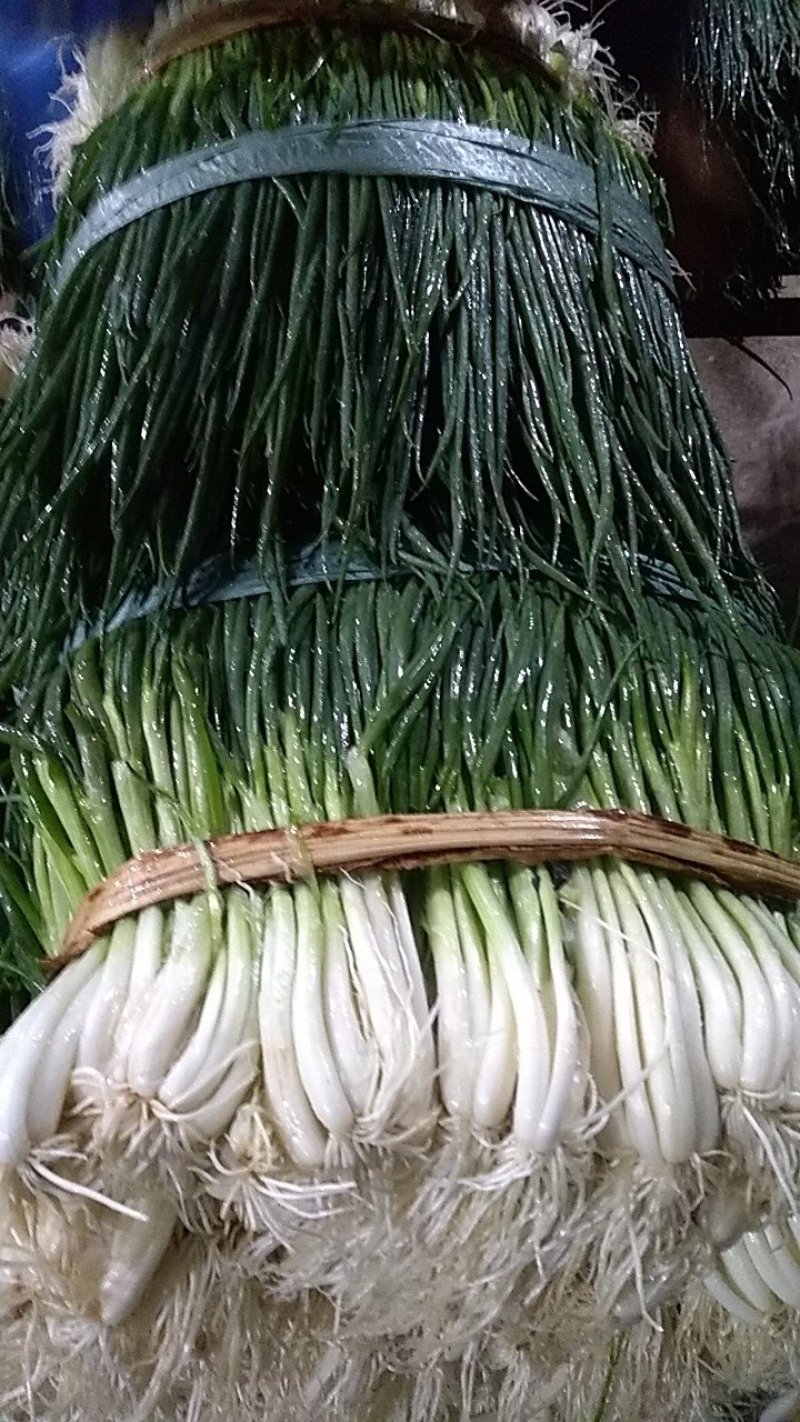 靓小葱！