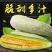 山东寿光田马代收