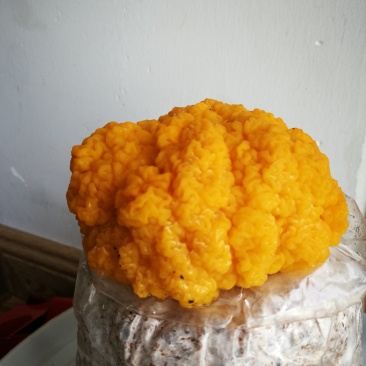 金耳