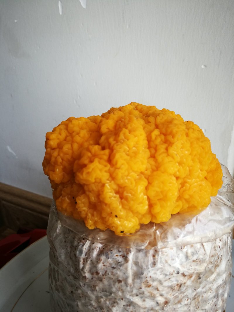 金耳