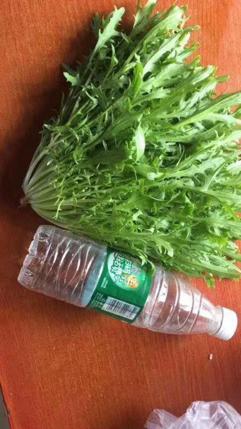 精品苦菊