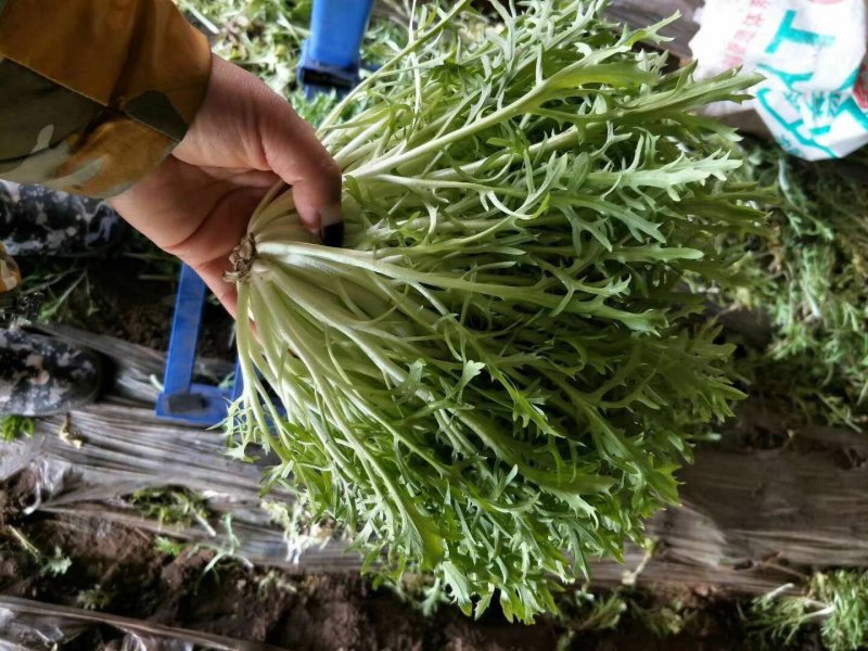 精品苦菊