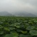 纯藕粉