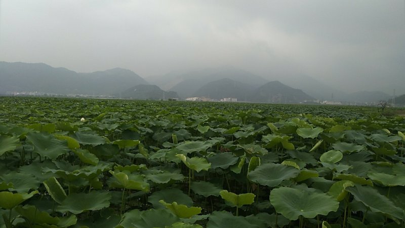 纯藕粉