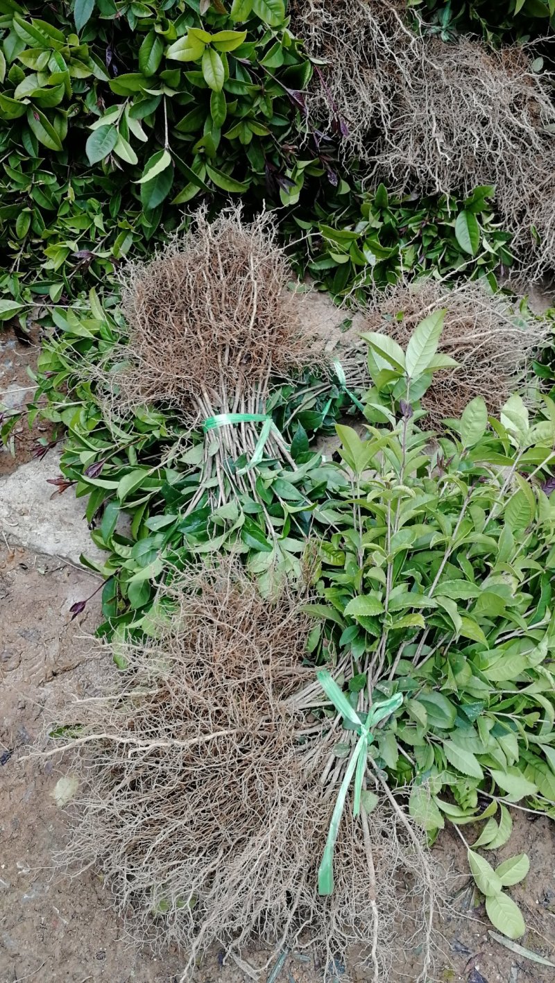 桂花苗八月桂浓香型桂树苗桂花苗1年苗2年苗3年苗规格齐全
