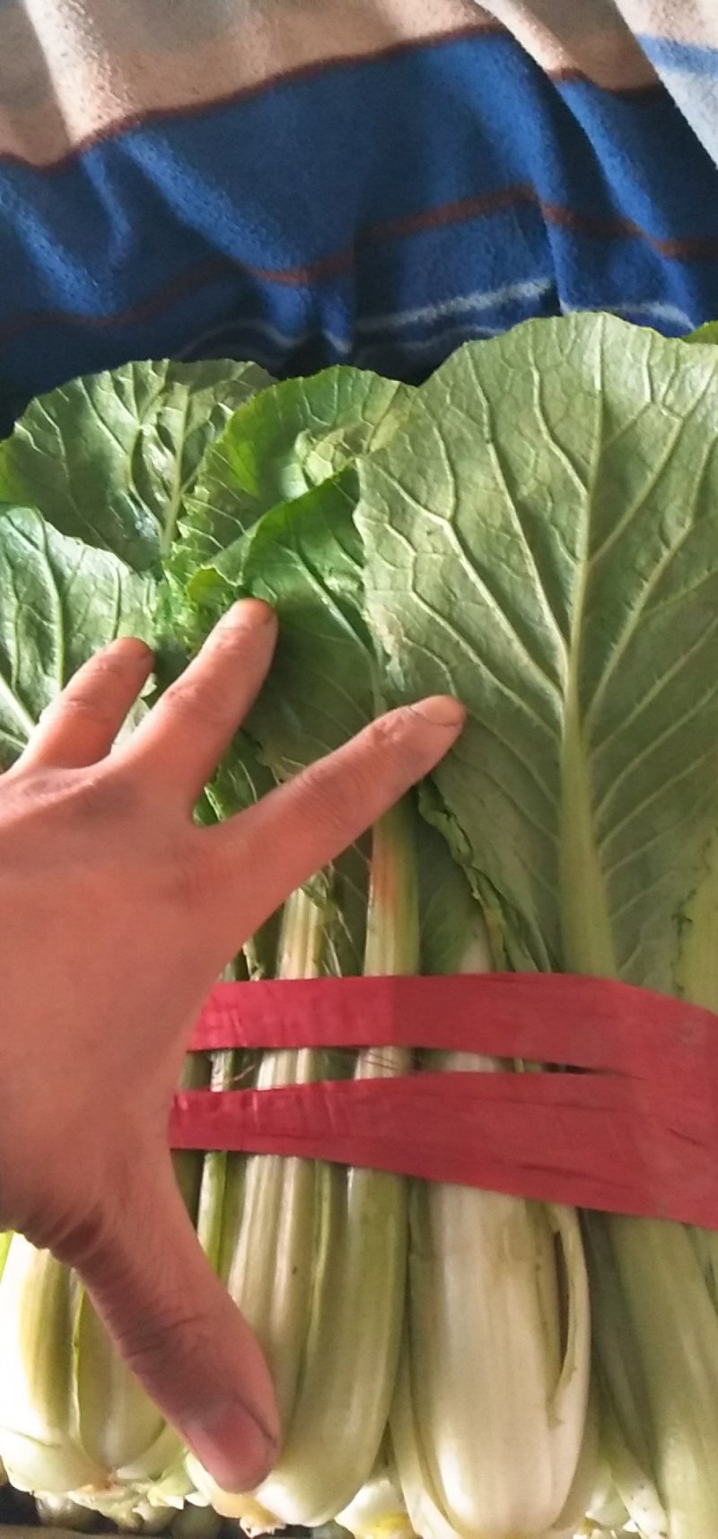 河北小白菜，本地长年供应各种蔬菜