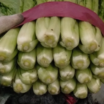 河北小白菜，本地长年供应各种蔬菜