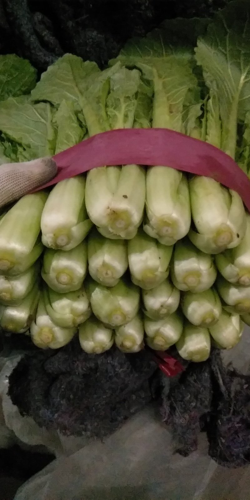 河北小白菜，本地长年供应各种蔬菜
