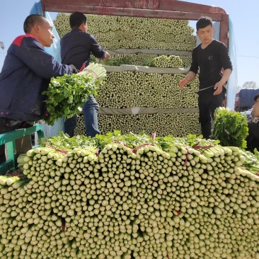 芹菜，中棵芹菜，细棵芹菜大量出售，可以打捆，可以装包。
