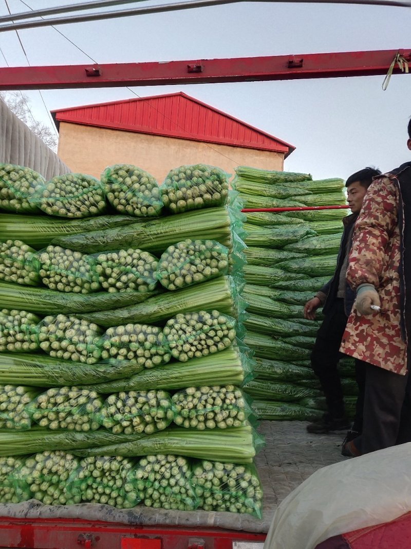 【精品芹菜】细棵，香芹中棵，大棵各种规格可供电商可优惠