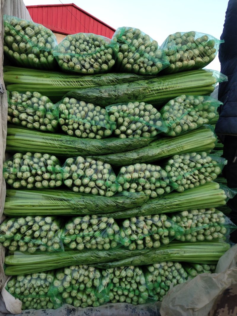 【精品芹菜】细棵，香芹中棵，大棵各种规格可供电商可优惠