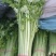 香芹，本地长年供应各种蔬菜