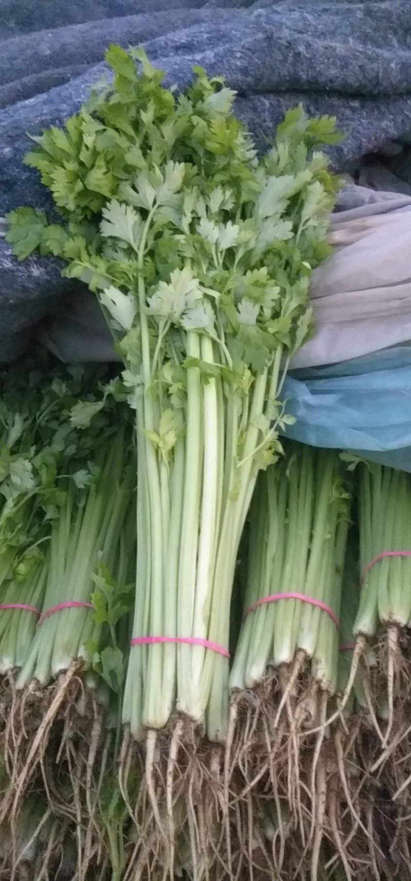 香芹，本地长年供应各种蔬菜