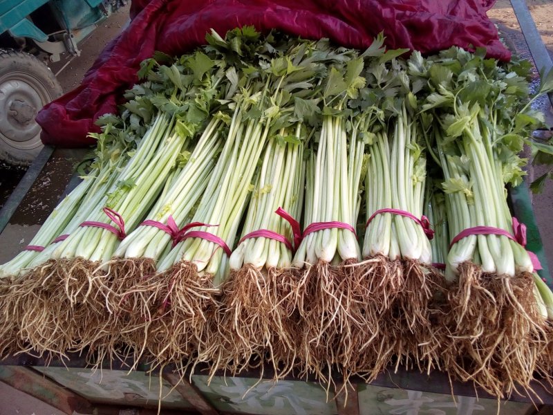 香芹，本地长年供应各种蔬菜
